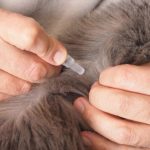 A importância da desparasitação em cães e gatos para a saúde animal e de toda a família