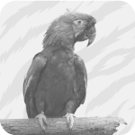 Aves