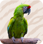 Aves