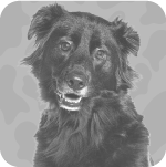 Cães