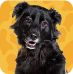 Cães