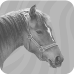 Cavalos