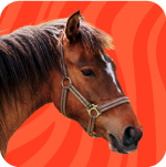 Cavalos