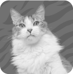 Gatos