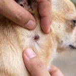 Desparasitação de Cães: Guia Completo para Proteger o Seu Cão de Parasitas